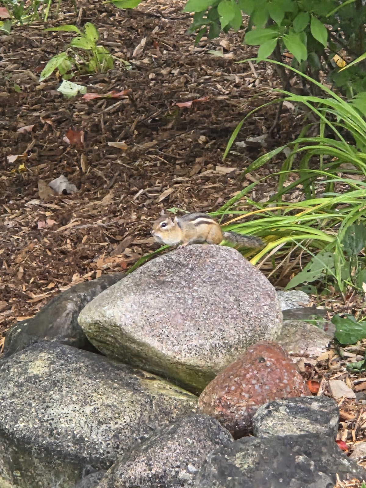 Chipmunk in Traverse City