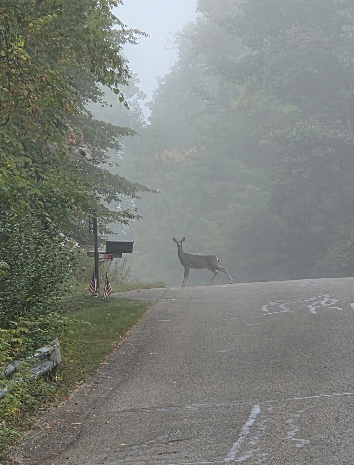 Fall Wildlife