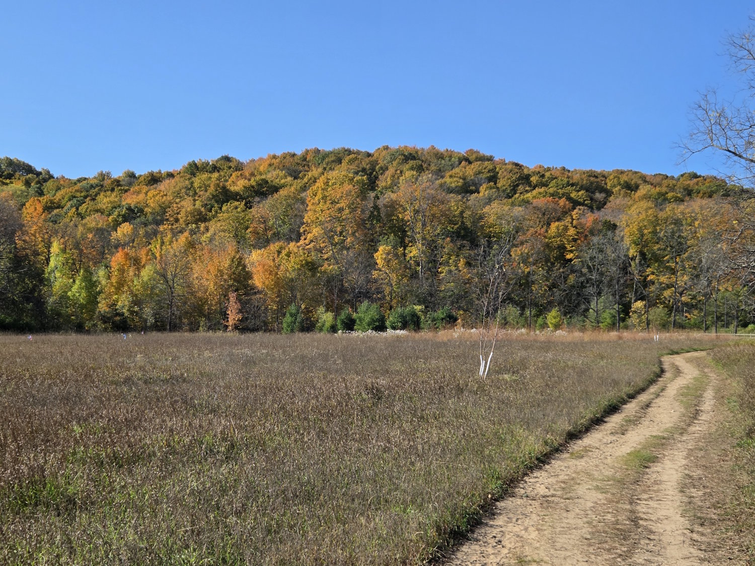 Hickory Meadows in August