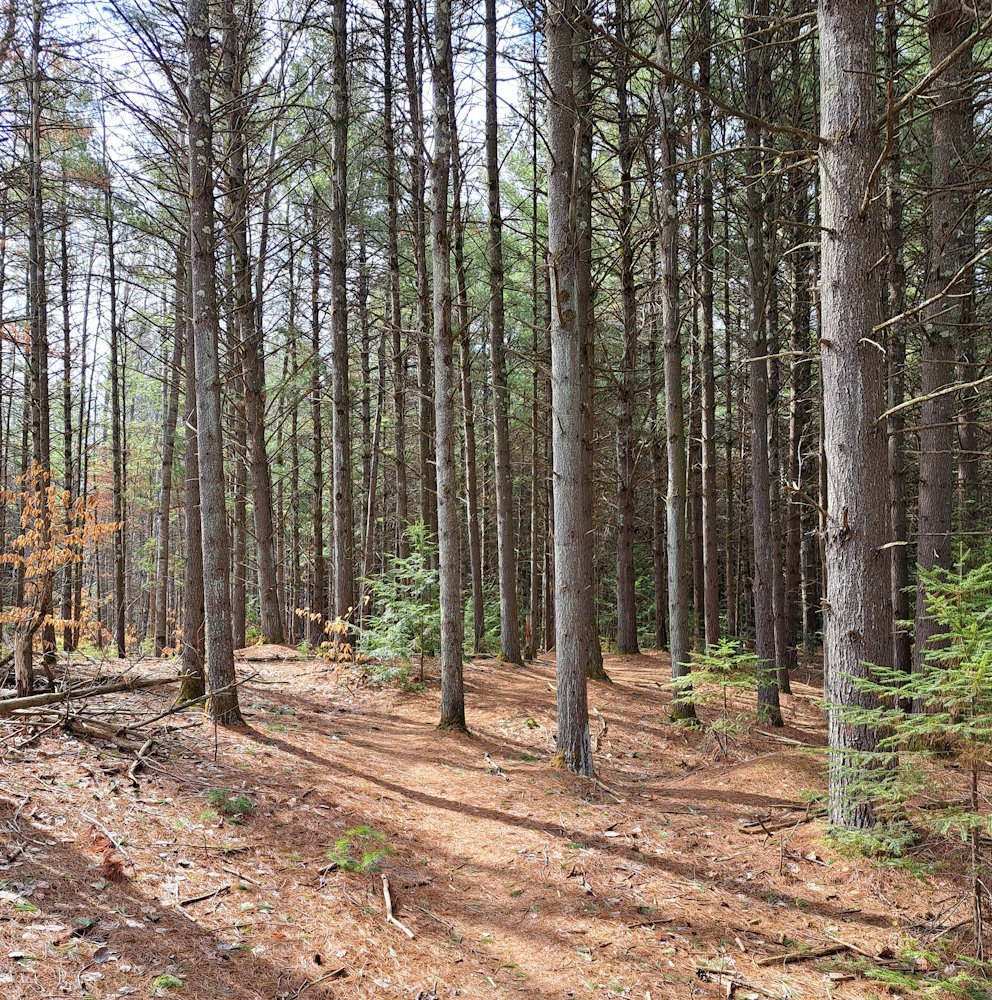Roaming on the East Side - Maple Bay